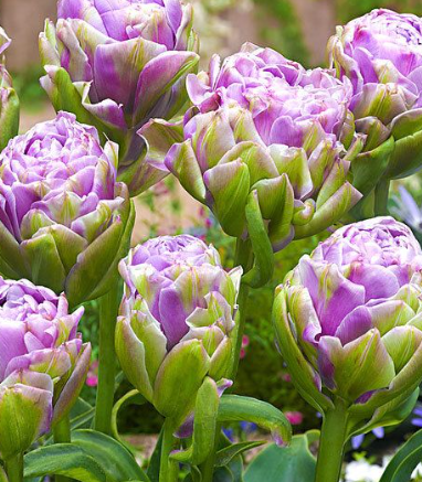 Tulip Violet Prana Variety ( Ice tulip ) 3 bulbs