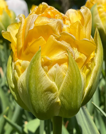 Tulip Vanilla Coup Variety ( Ice tulip ) 3 bulbs