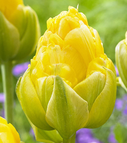 Tulip Vanilla Coup Variety ( Ice tulip ) 3 bulbs