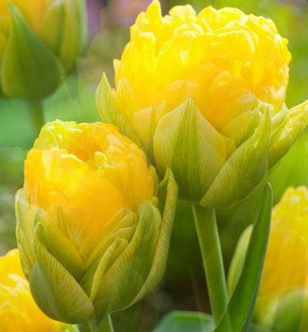 Tulip Pop Up Yellow Variety ( Ice tulip ) 3 bulbs