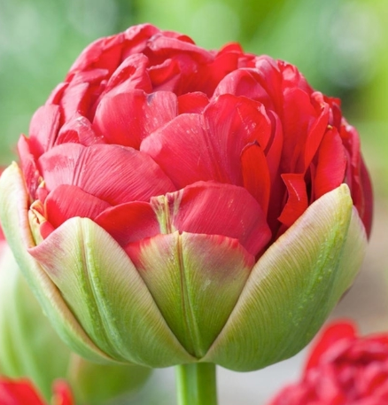 Tulip Pop Up Red Variety ( Ice tulip ) 3 bulbs