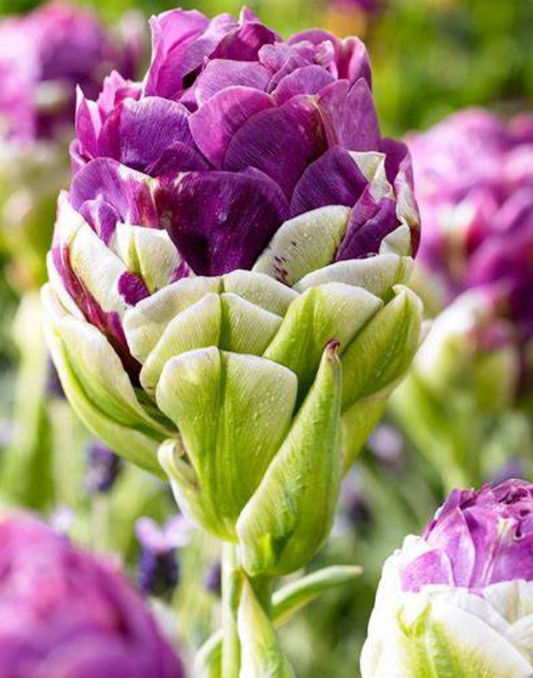 Tulip Pop Up Purple Variety ( Ice tulip ) 3 bulbs