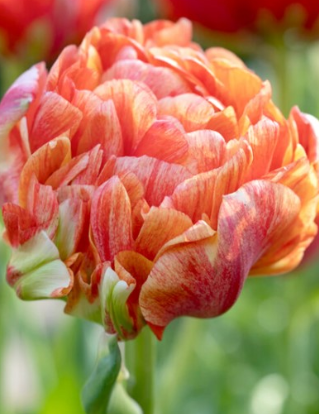 Tulip Gudoshnik Double Variety ( Ice tulip ) 3 bulbs