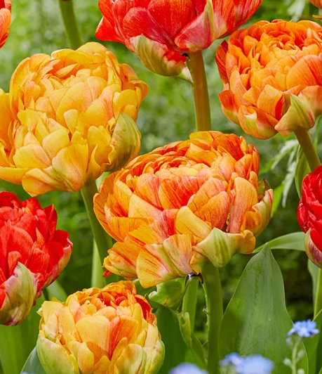 Tulip Gudoshnik Double Variety ( Ice tulip ) 3 bulbs