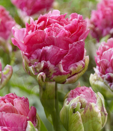 Tulip Pop Up Pink Variety ( Ice tulip ) 3 bulbs
