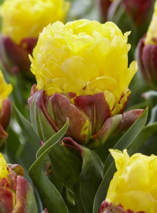 Tulip Banana Ice Cream Variety ( Ice tulip ) 3 bulbs