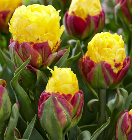 Tulip Banana Ice Cream Variety ( Ice tulip ) 3 bulbs
