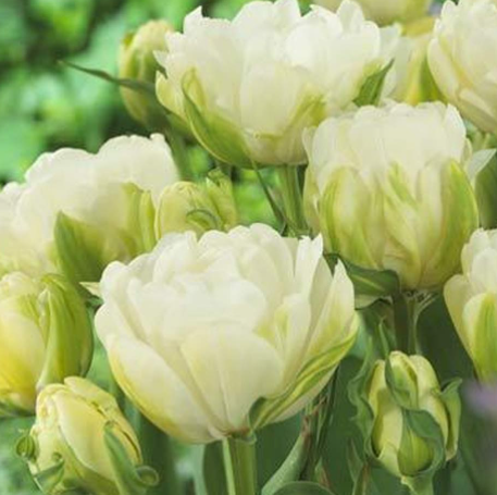 Tulip Maureen Double Variety ( Ice tulip ) 3 bulbs