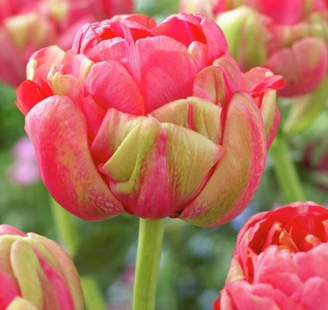 Tulip Renown Unique Variety ( Ice tulip ) 3 bulbs