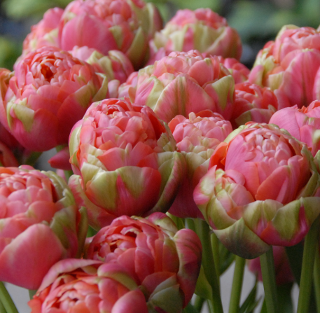 Tulip Renown Unique Variety ( Ice tulip ) 3 bulbs