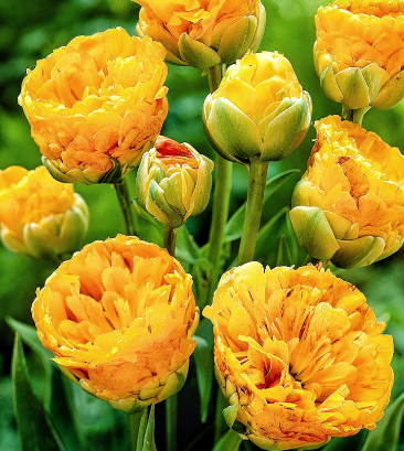 Tulip Double Beauty Of Apeldorn Variety ( Ice tulip ) 3 bulbs