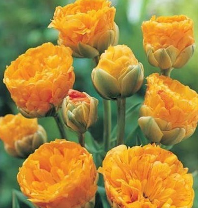 Tulip Double Beauty Of Apeldorn Variety ( Ice tulip ) 3 bulbs