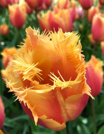 Tulip Lambada Variety ( shredded tulip ) 3 bulbs
