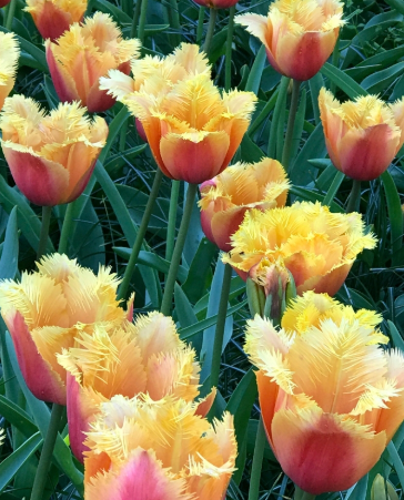 Tulip Lambada Variety ( shredded tulip ) 3 bulbs