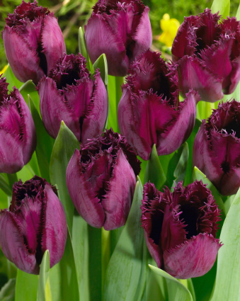 Tulip Curly Sue Variety ( shredded tulip ) 3 bulbs