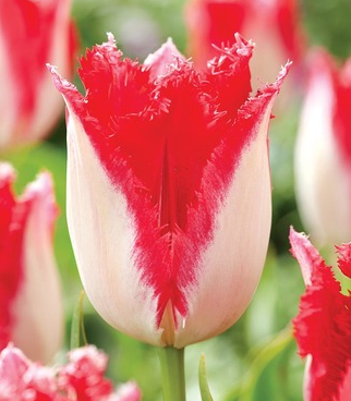 Tulip Sweets Paradise Variety ( shredded tulip ) 3 bulbs