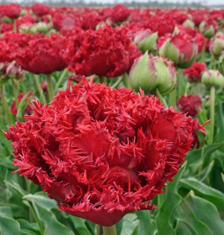 Tulip Qatar Variety ( shredded tulip ) 3 bulbs
