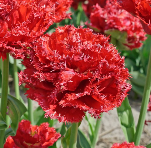 Tulip Qatar Variety ( shredded tulip ) 3 bulbs