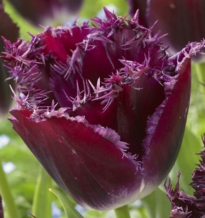 Tulip Gorilla Variety ( shredded tulip ) 3 bulbs