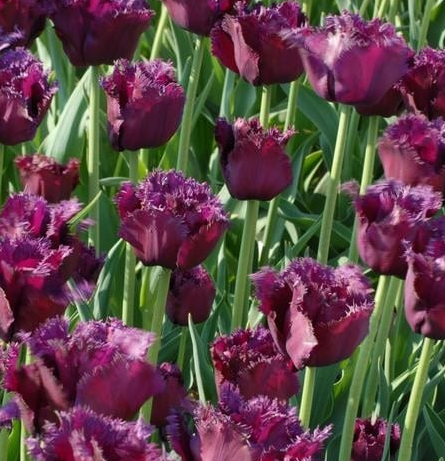 Tulip Gorilla Variety ( shredded tulip ) 3 bulbs