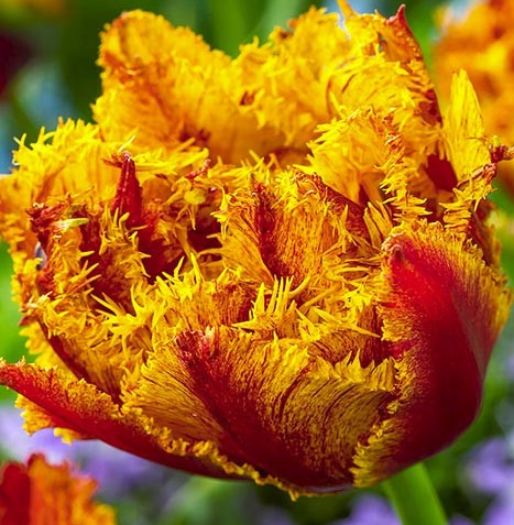 Tulip Bastia Variety ( shredded tulip ) 3 bulbs