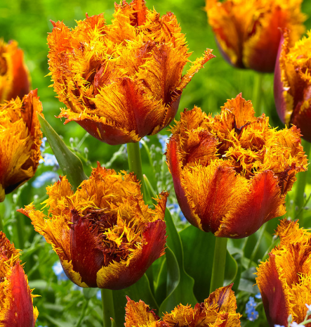 Tulip Bastia Variety ( shredded tulip ) 3 bulbs