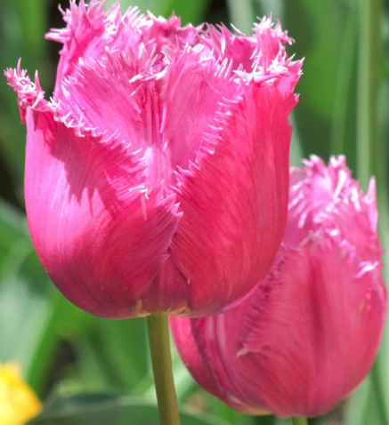 Tulip Pink Survival Variety ( shredded tulip ) 3 bulbs