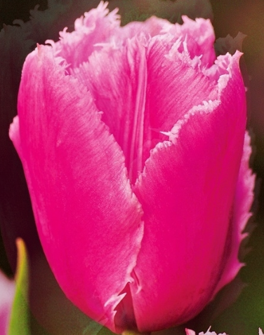 Tulip Pink Survival Variety ( shredded tulip ) 3 bulbs