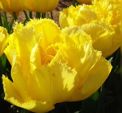 Tulip Exotic Sun Variety ( shredded tulip ) 3 bulbs
