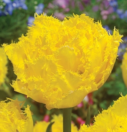 Tulip Exotic Sun Variety ( shredded tulip ) 3 bulbs
