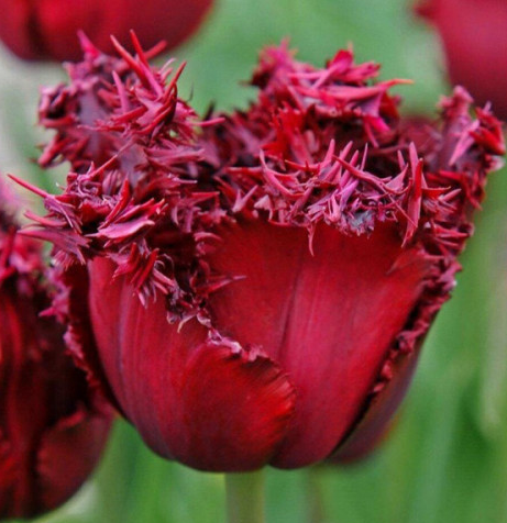 Tulip Versaci Variety ( shredded tulip ) 3 bulbs