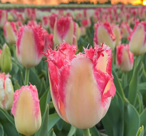 Tulip Sweet Simone Variety ( shredded tulip ) 3 bulbs