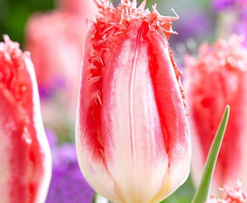 Tulip Sweet Simone Variety ( shredded tulip ) 3 bulbs