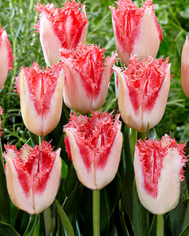 Tulip Sweet Simone Variety ( shredded tulip ) 3 bulbs