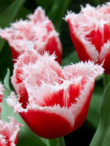 Tulip New Santa Variety ( shredded tulip ) 3 bulbs