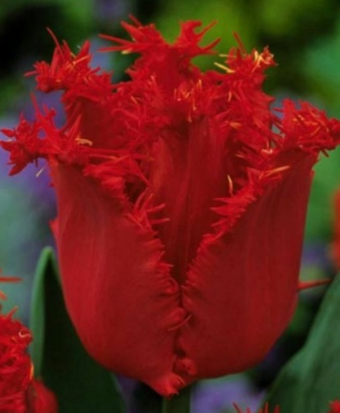 Tulip Calibra Variety ( shredded tulip ) 3 bulbs