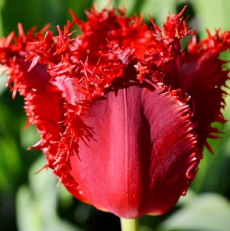 Tulip Calibra Variety ( shredded tulip ) 3 bulbs