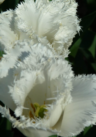 Tulip Cambridge Variety ( shredded tulip ) 3 bulbs