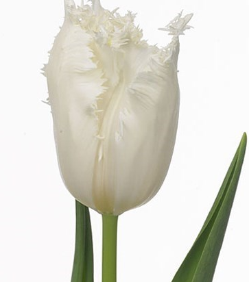 Tulip Cambridge Variety ( shredded tulip ) 3 bulbs