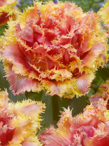 Tulip Brisbane Variety ( shredded tulip ) 3 bulbs