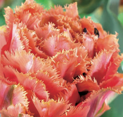 Tulip Brisbane Variety ( shredded tulip ) 3 bulbs