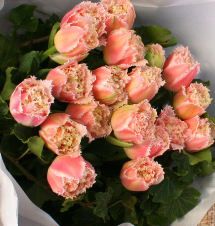 Tulip Brisbane Variety ( shredded tulip ) 3 bulbs