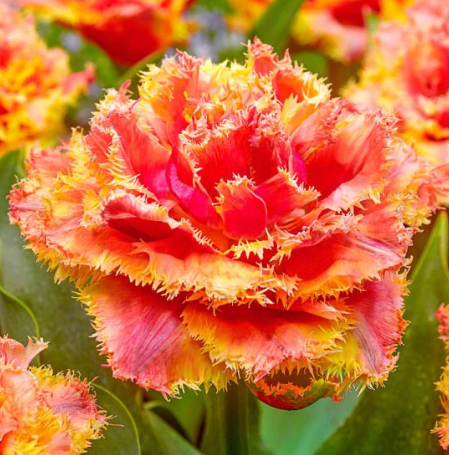 Tulip Brisbane Variety ( shredded tulip ) 3 bulbs