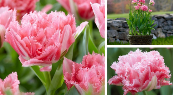 Tulip Crispion Sweet Variety ( shredded tulip ) 3 bulbs
