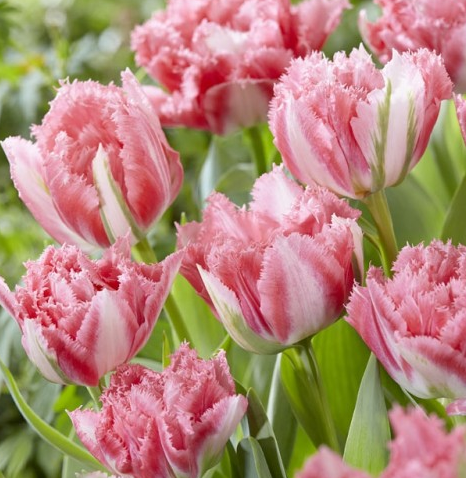 Tulip Crispion Sweet Variety ( shredded tulip ) 3 bulbs