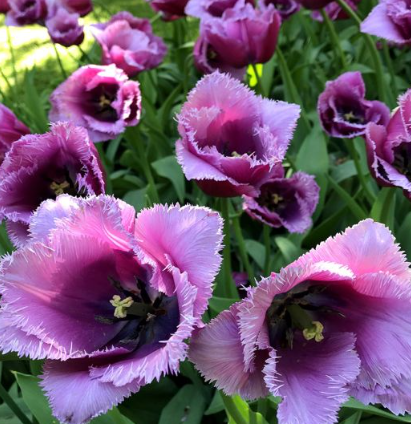Tulip Louvre Variety ( shredded tulip ) 3 bulbs