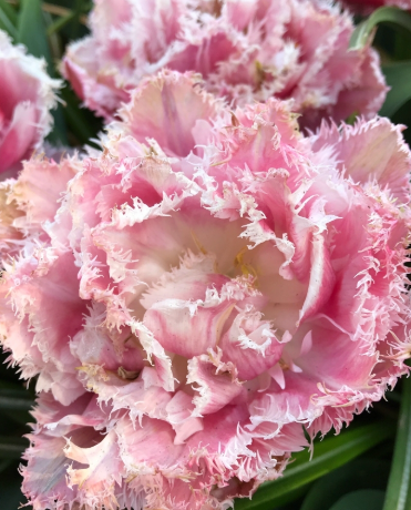 Tulip Queensland Variety ( shredded tulip ) 3 bulbs