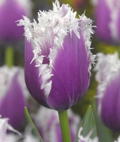 Tulip Cummins Variety ( shredded tulip ) 3 bulbs