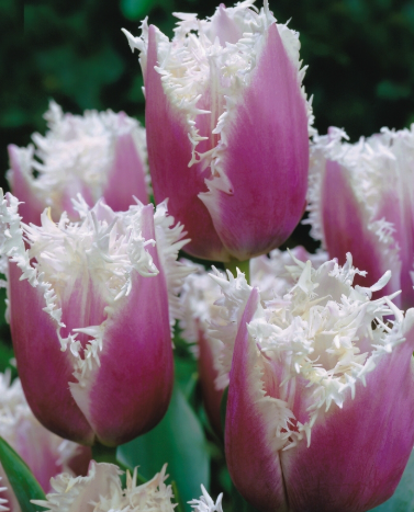 Tulip Cummins Variety ( shredded tulip ) 3 bulbs