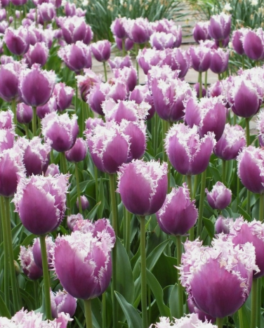 Tulip Cummins Variety ( shredded tulip ) 3 bulbs